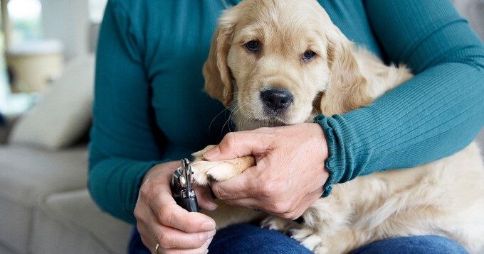 Verzorging van je hond